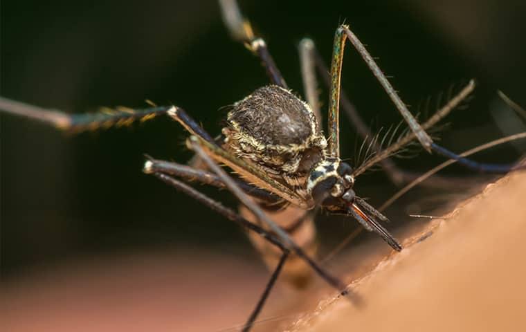a biting mosquito perched on the hairy arm of a person