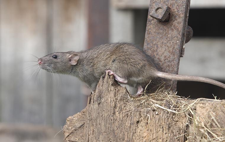 norway rat near a shed