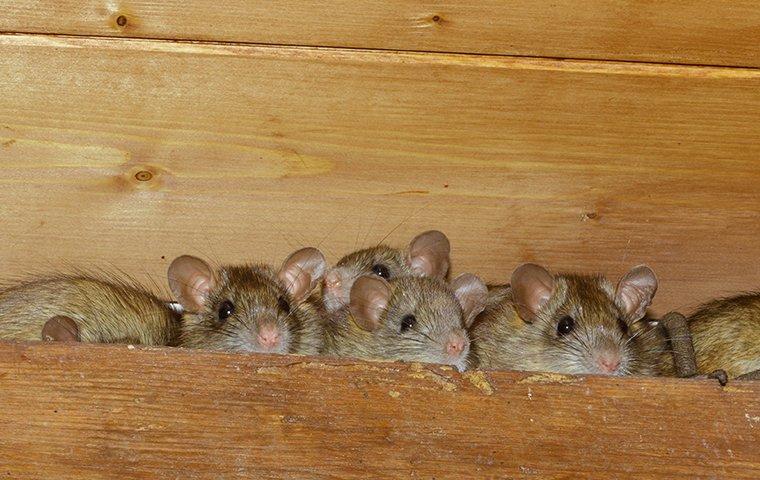 small rats in the eave of a home