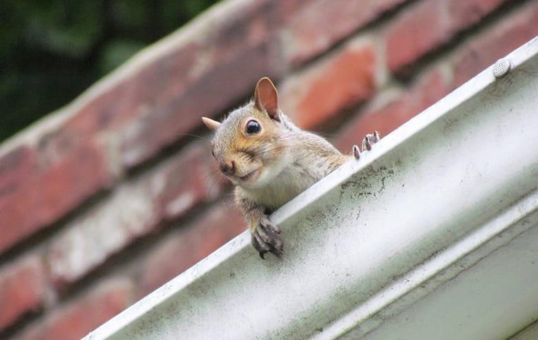a squirrel clumbing up to the roof and through the rain gutters of a brick house in plano texas