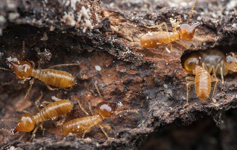 Featured image of post Cute Termites Eating Wood This guide will give you an eye view of how a termite attacks a home and how you can prevent termite infestation