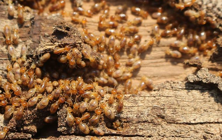 a large swarm of termites destorying a wooden structure inside of a richardson texas home during fall season