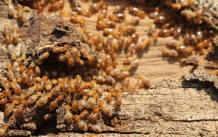 Blog What Are The Signs Of Termites In My Richardson Home