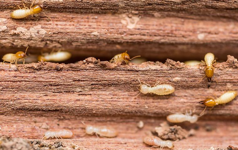 a large swarm of rapidly growing termites swarming their way through a wooden structure on a dallas texas property