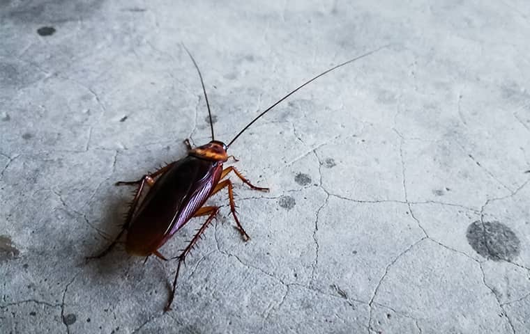 a cockroach crawling inside a home in richardson texas