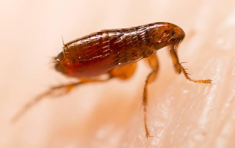 a flea on a persons skin in rockwall texas