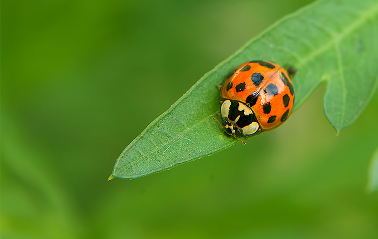 a ladybug on a plant outside a home in little elm texas