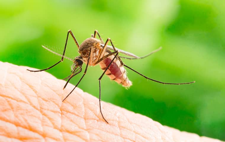 a mosquito biting a person in rowlett texas