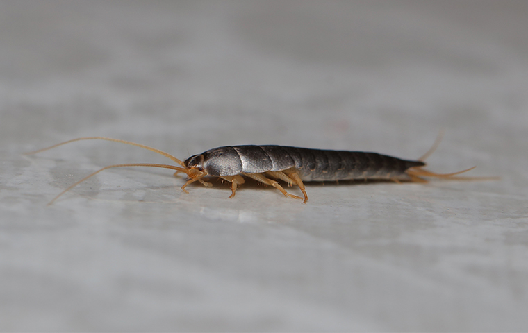 Effective Measures To Kill Silverfish Bugs Get Rid Of Silverfish Silverfish Silver Fish Bug