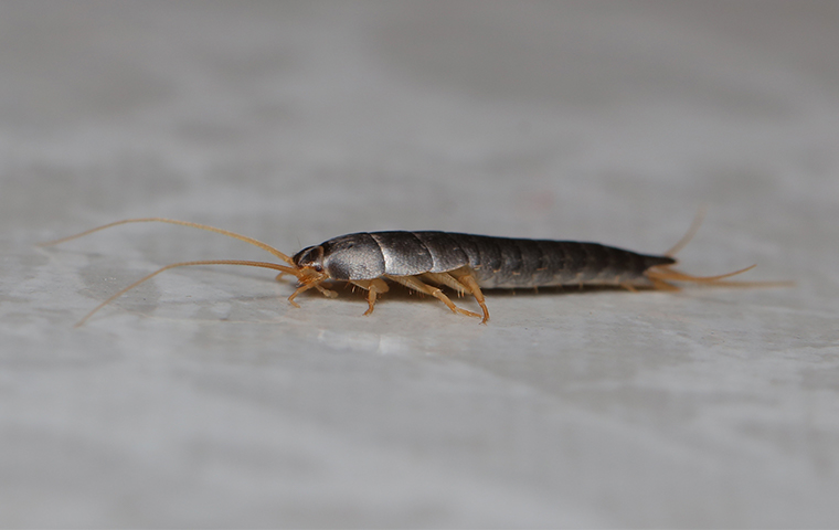 a silverfish crawling inside of a home in fort worth texas