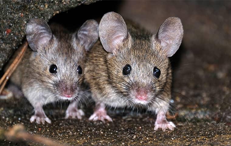 two rats inside a home in lewisville texas