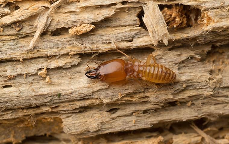 a termite crawling on damaged wood at a home in plano texas