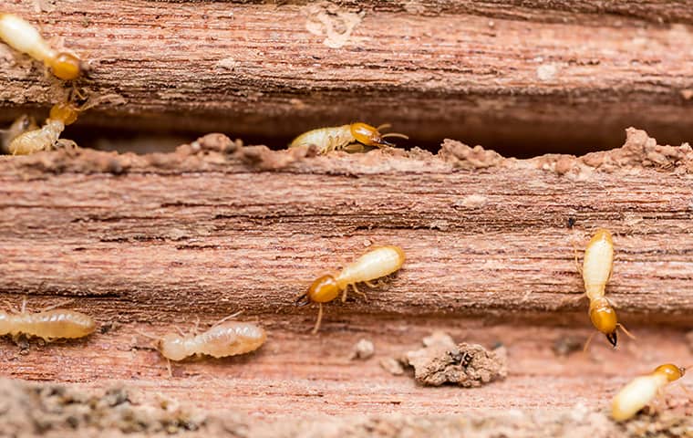 a group of termites crawling on damaged wood at a home in dallas texas