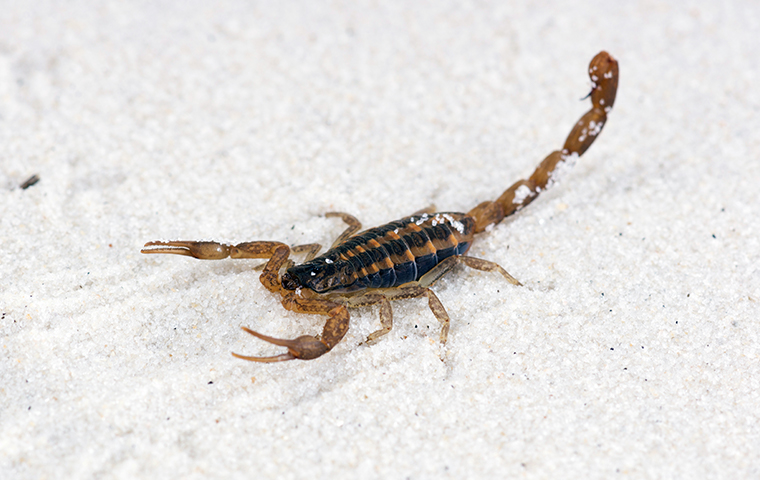 a scorpion crawling outside a home in lewisville texas