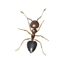 Acrobat Ant Identification illustration of what an acrobat ant looks like in south carolina