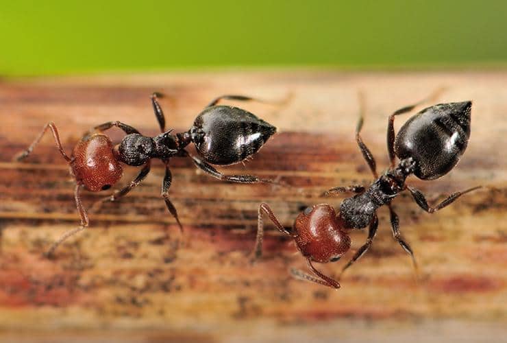 Acrobat Ants acrobat ants in greenville sc