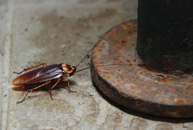 American Cockroach Greenville Sc 
