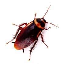 American Cockroach Identification illustration of what an american roach looks like in greenville and sc