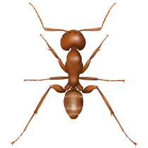 Argentine Ant illustration of what an argentine ant in south carolina looks like