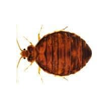 Bed Bug Identification illustration of what a bedbug looks like in greenville sc