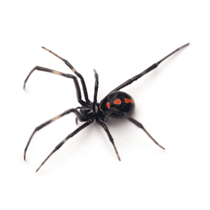 Black Widow Spider illustration of what a black widow spider looks like