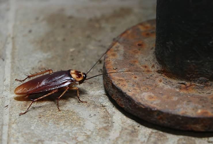 Learn More About The Dangers With Cockroaches american cockroach in a south carolina basement