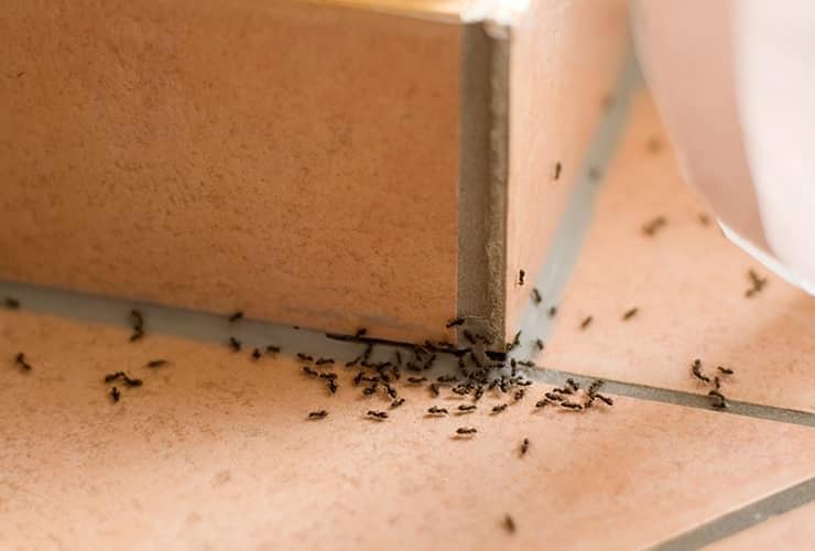 Learn More About How To Get Rid Of Ants ant infestation in a south carolina home