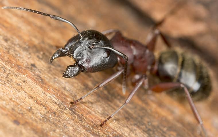 Prepare Your Property For Peak Carpenter Ant Season a black carpenter ants scattering across a wooden structure on a greenville property