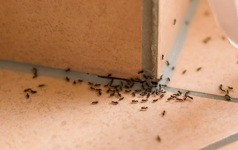 Keep Ants Out All Year Long a large colony of ants clustered around the corner of a tiled greenville south carolina kitchen