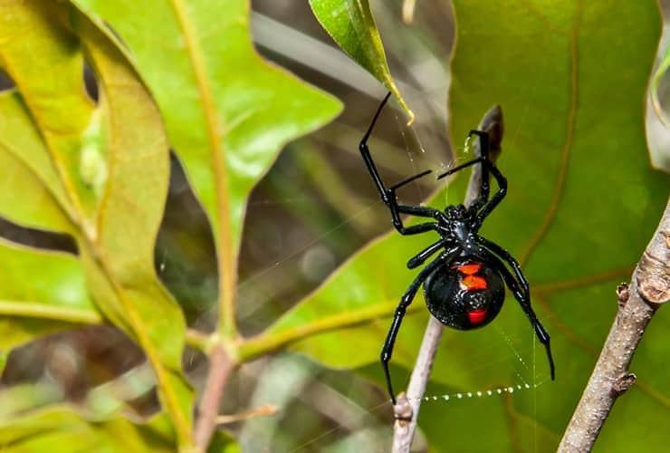 Watch Out For Those Black Widow Spiders This Summer black widow outside a south carolina home