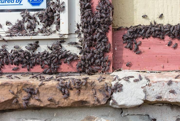 The Problems Box Elder Bugs Can Cause box elder bug infestation in south carolina home