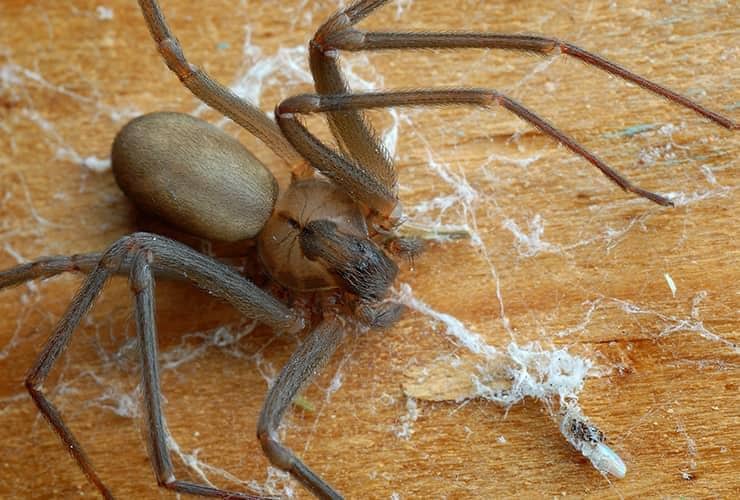 Learn More About Brown Recluse Spiders brown recluse spider up close in south carolina