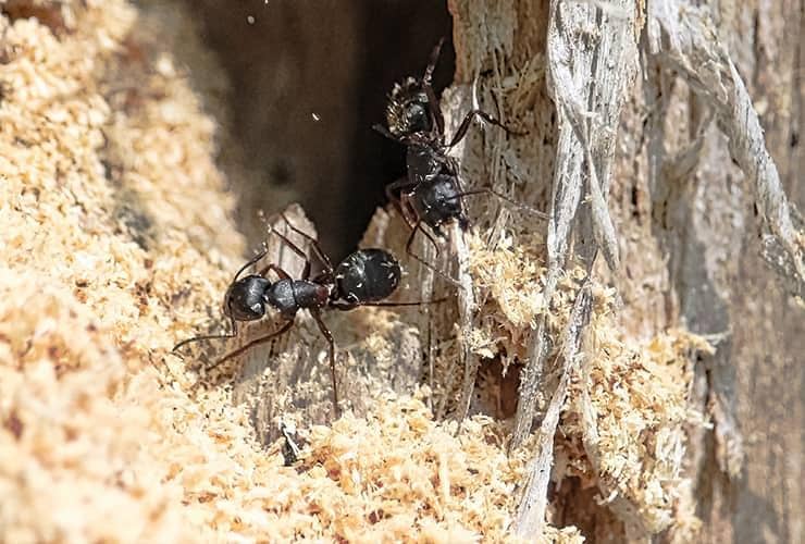 What To Know About Carpenter Ants carpenter ants building nest in south carolina