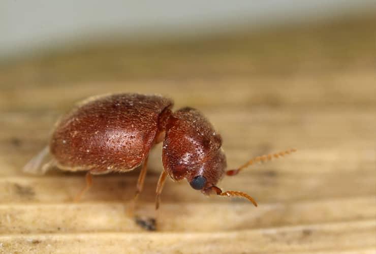 Why Keeping Food Sealed Against Pantry Pests Is Essential