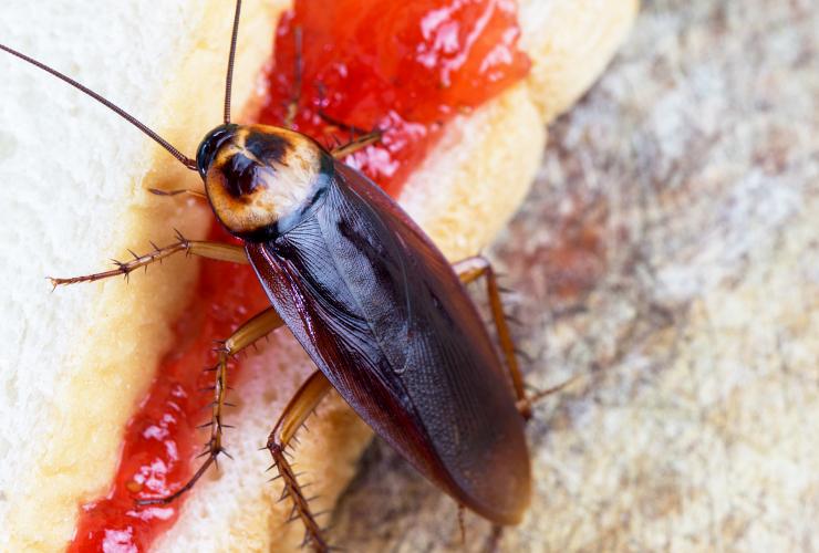Avoid Cockroach Infestations This Summer a cockroach on a greenville south carolina picnic table feasting on a jelly sandwich