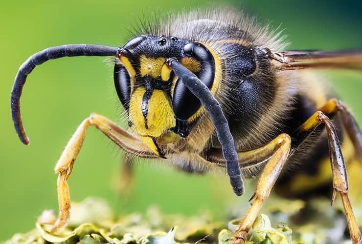 Which Stinging Insects To Watch Out For european hornet close up