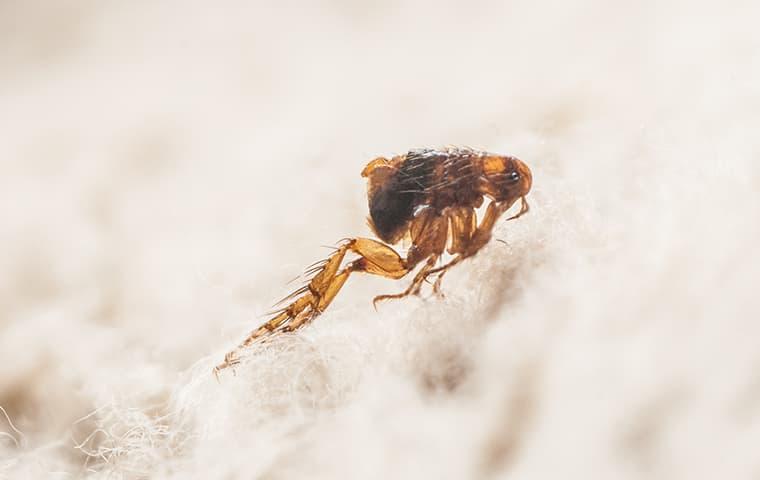 Protect Your Family And Pets From Fleas Today a flea hopping through the fur of a greenville south carolina pet