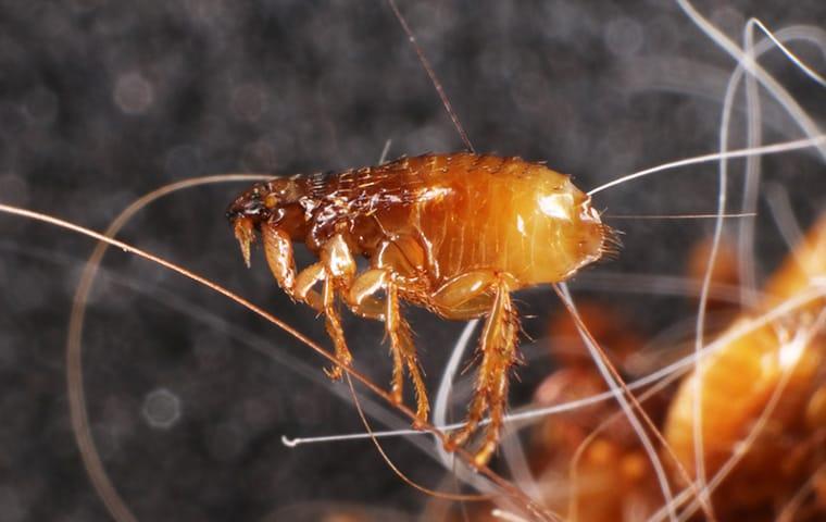 Keep Fleas Away With Preventative Tips Today a flea that is so small it can balance on one blade of human hair belonging to a greenville south carolina