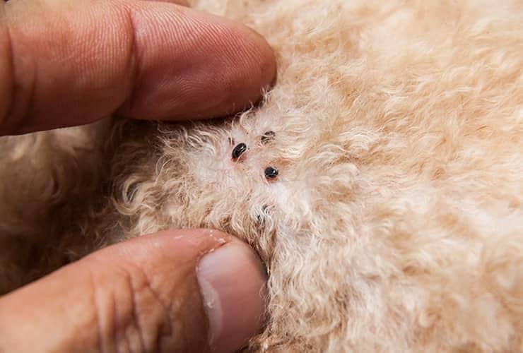 Watch Your Pets For Fleas fleas on a pet in south carolina
