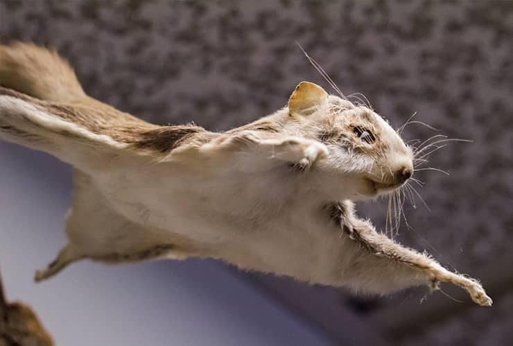 Watch Out For Flying Objects close up image of a flying squirrel