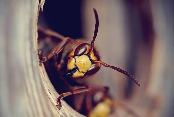 Learn More About Fall Stinging Insects To Watch For hornet close up in south carolina