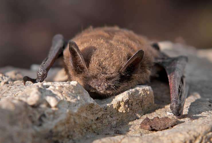 Let The Professionals Take Care Of Your Bat Problem small bat sitting on a south carolina home