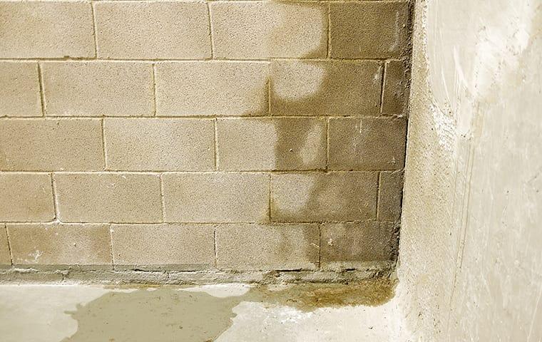Prevent Moisture & Avoid Fall's Pests a close up of a cement stone basement wall showing signs of water damage from moisture during fall season