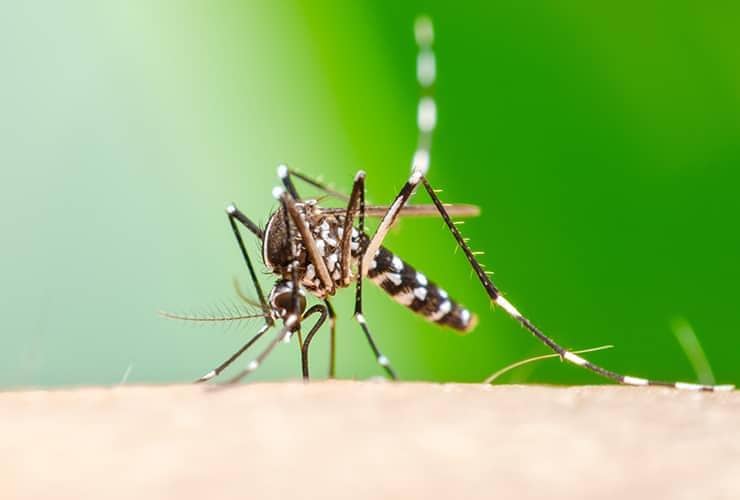 How Weather Impacts Mosquitoes In Greenville, SC