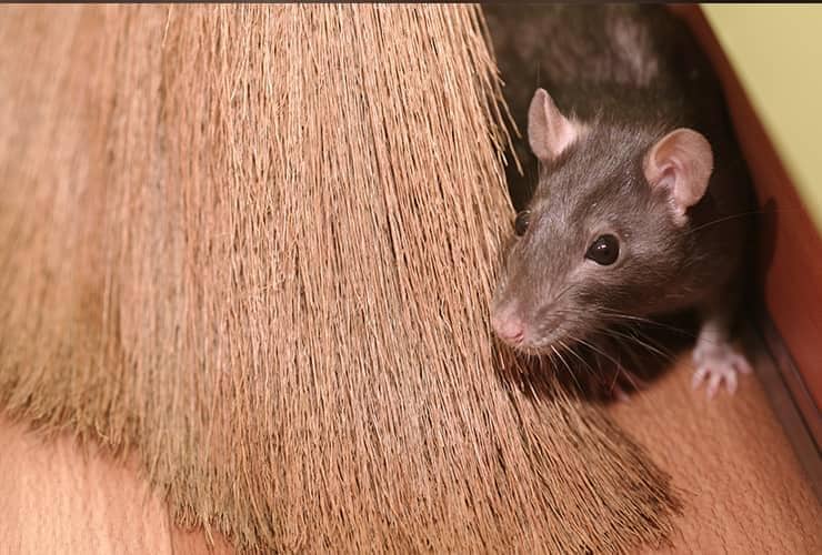 Don't Let Mice Break Up Your Christmas Celebrations mouse hiding behind a broom