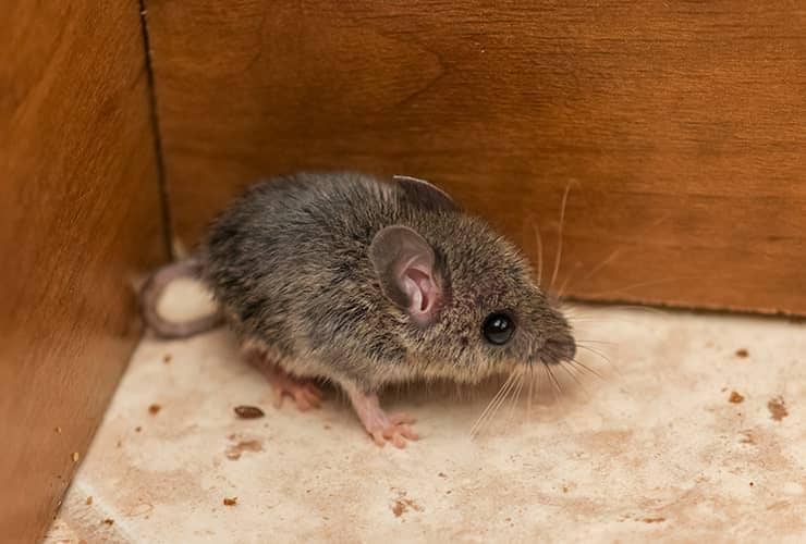 Learn More About Mice mouse in cabinet
