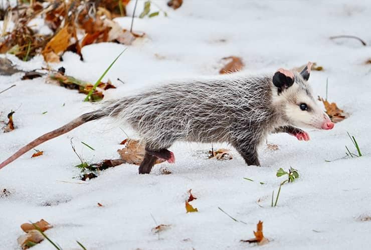 Winter Pests Are Still Pests oppossum in snow during south carolina winter