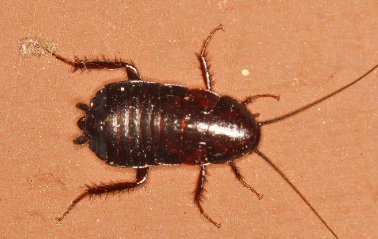 Control & Prevent The Dangers Cockroaches Carry an oriental cockroach crawling along the kicthen floor inside of a greenville south carolina home