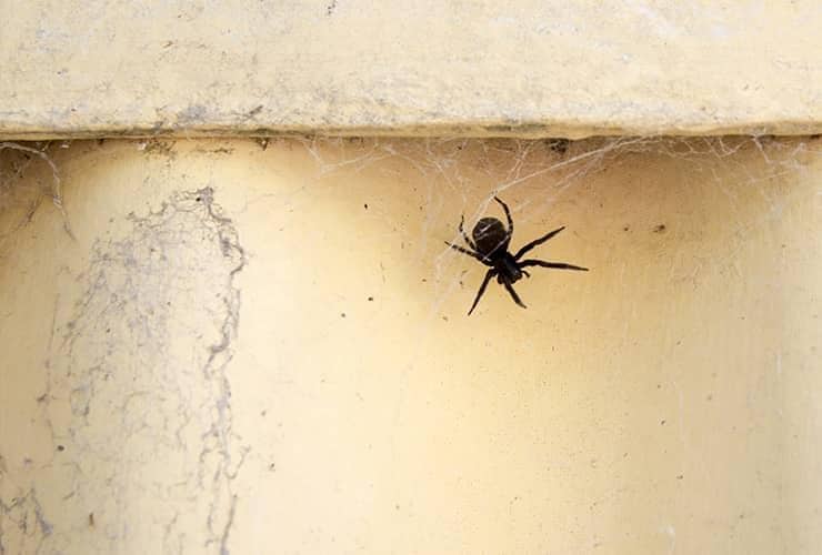 Call Spencer To Get Rid Of Those Creepy Crawlies spider in south carolina home
