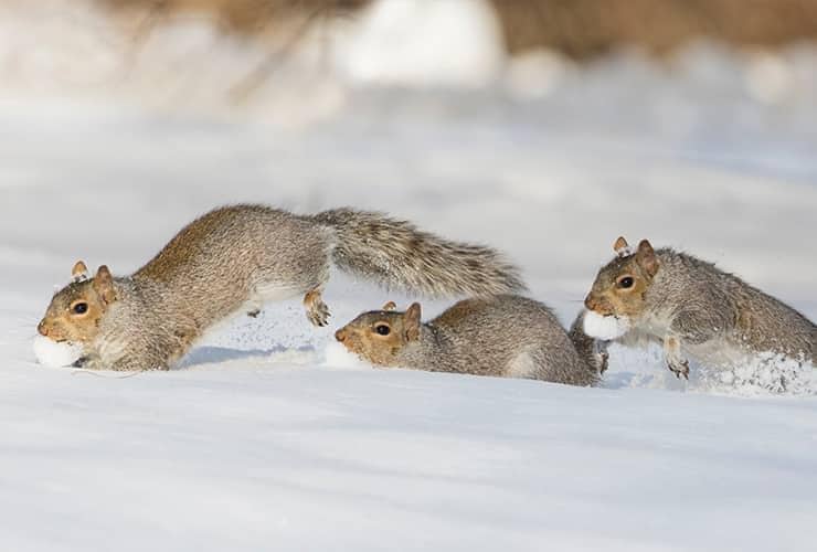 How To Prepare For Winter Pests squirrels running through the snow